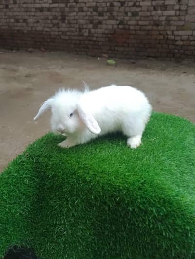 Holland lood fancy rabbits