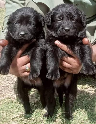 German shepherd puppies for sale / puppy / GSD pup / german sheph