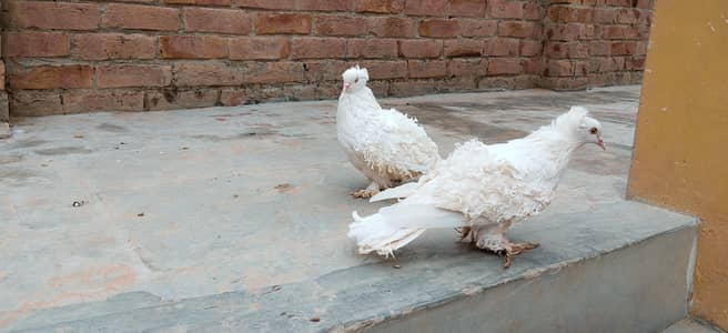 kot khadim ali sha sahiwal