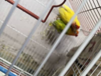 Love Birds Breeder Pairs