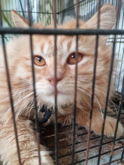 Persian Male Cat