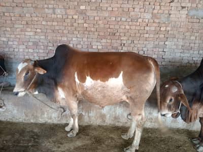 Bachra | Cholistani | Sahiwal wacha | Desi bachre |Qurbani ke janwar |