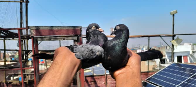 Neela or sabywala dub WALA pair for sale