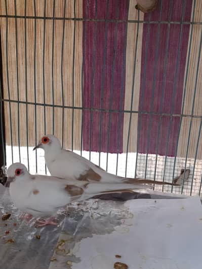 Red pied diamond dove breeder pair good wash & size