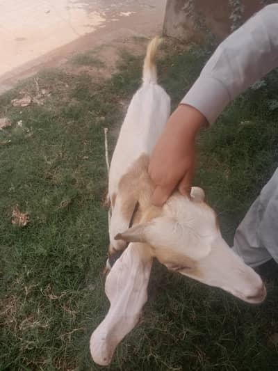 Made dhood wali bakre 4dant 03337759928