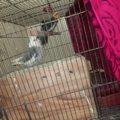 cockatiel pair