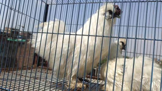 Golden puff for sale Male female