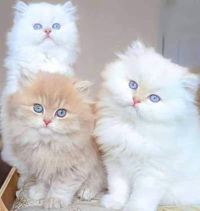 Persian cats My WhatsApp 03436966924 gxxxxffag
