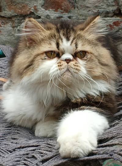 Bicolor Peke Male Kitten