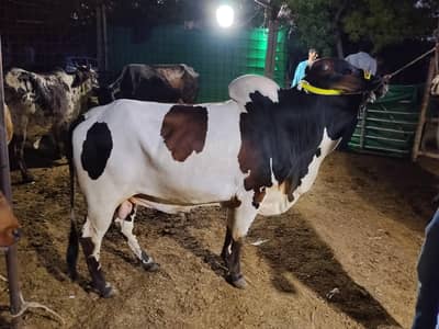 Punjab beauty ablak bachra for sale