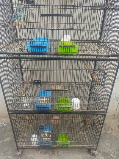 Cage for sale & lovebirds parrot