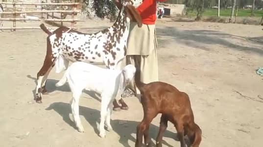 do bacchon wali desi bakri for sale call on 03348310322