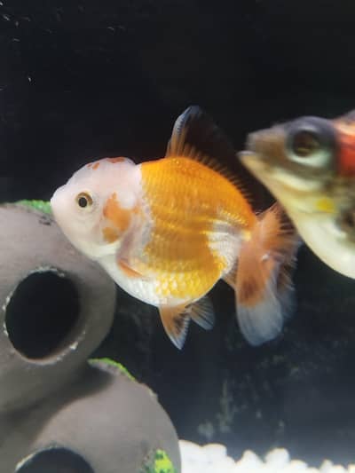 oranda gold fish