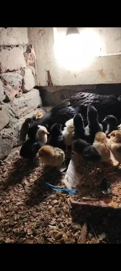 Mushki Aseel Madi with 18 chicks