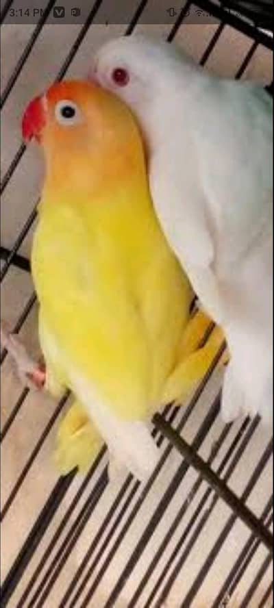 albino with dacino  healthy and active