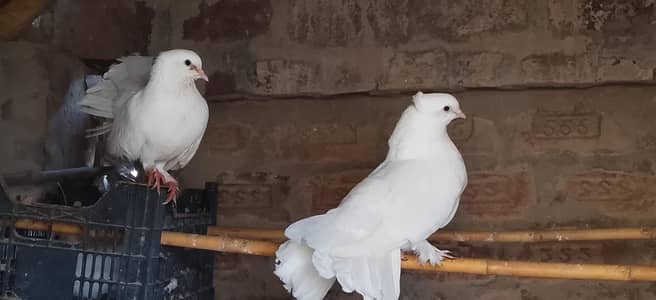 sahiwal pegion lover