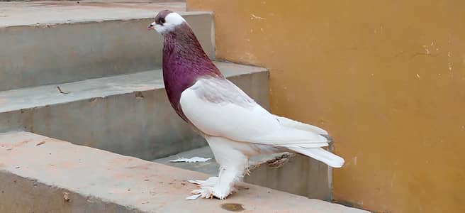 sahiwal pegion lover