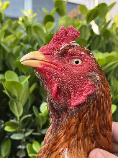 (Pure Pakistani Aseel Old Blood line For Sale )-