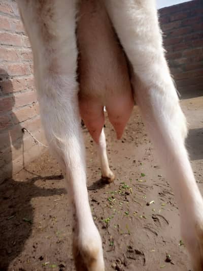 rajn pori bkri dod wali bkri sirf45000 me 1 kg dod dati ha 2 time ka