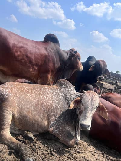 Bulls ( Eid ul Adha ) Sahiwal , Cholistani, Cross breeds