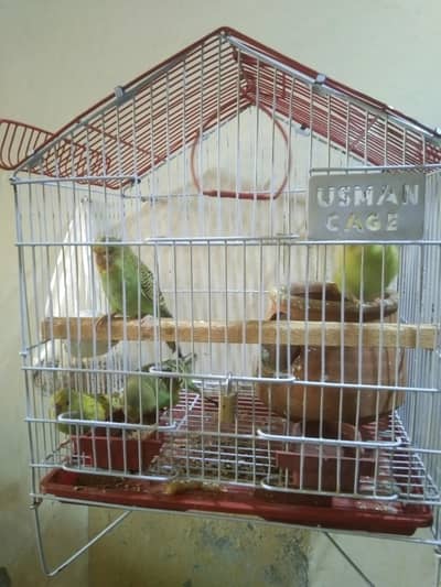 Australian parrot. . 2 pairs 2 month k with cage