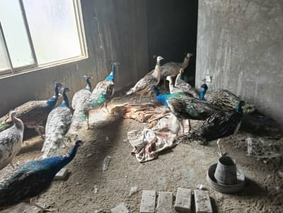 Black Shoulder Peacock Pair For Sale