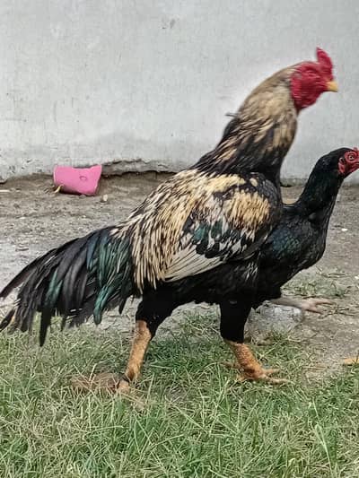 Aseel breedr for sale ha hiqualty