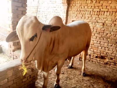 white wacha | Bull for qurbani | wachy for sale | gulabi wacha for sal