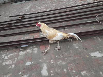 6month aseel murga Hain