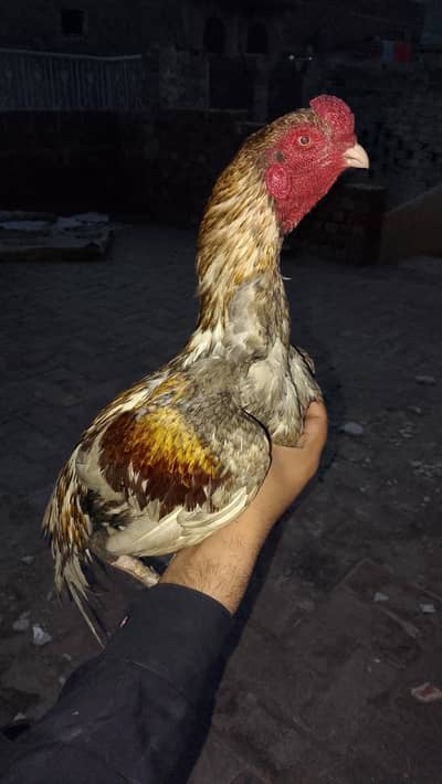 lasani bareed murga long hight active urgent for sale