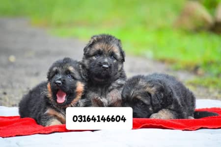 German Shepherd long coat puppies top quality
