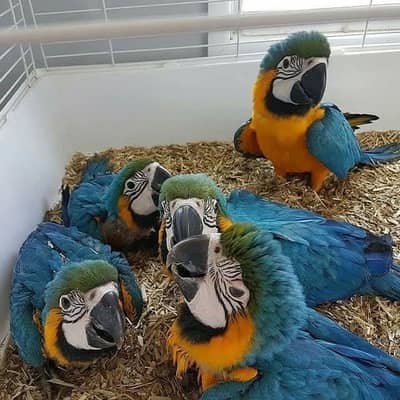 blue macaw parrot chicks for sale contact number (03086445540)