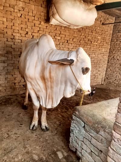 Gulabi wacha for sale | wacha | white bull for qurbani