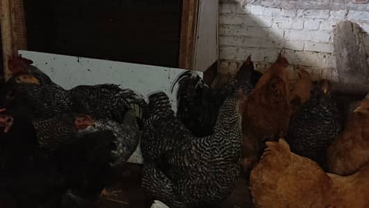 Golden Buff /Black Buff