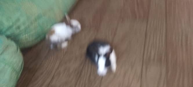 Rabbit ke bachy Hain 4 hafty ke hain