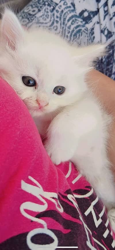 Pure percian kitten available in white colour and blue eyes