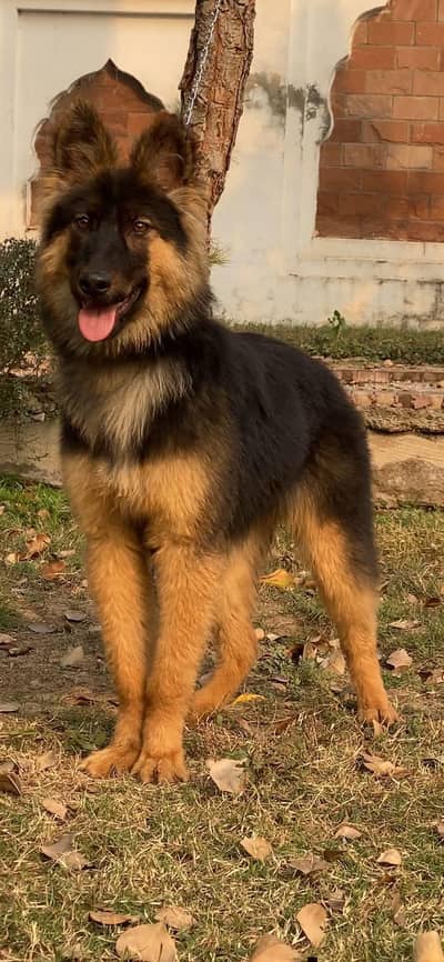 Gurman Shaft Dog My WhatsApp 03436966924 //&$##3@2$@