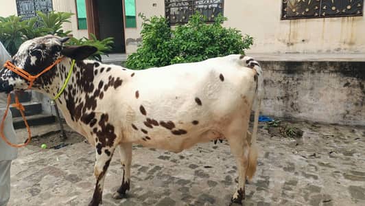 گائے فار سیل ھے 7دن لیتی ہے 03405766091