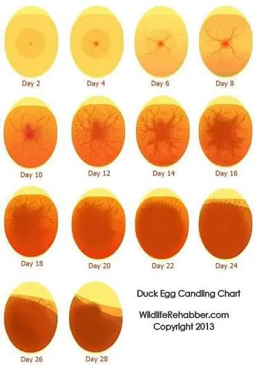 lohman brown eggs