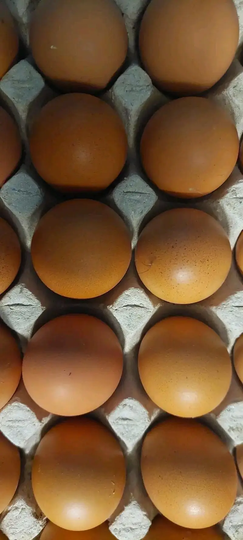 lohman brown eggs — photo 2