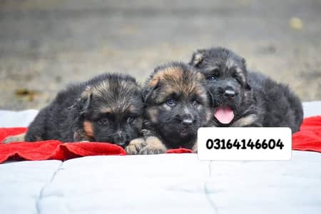 German Shepherd long coat puppies top quality