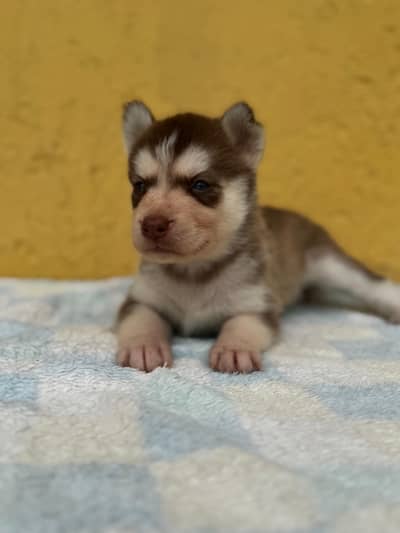 female husky puppy non pedigree blue eyes