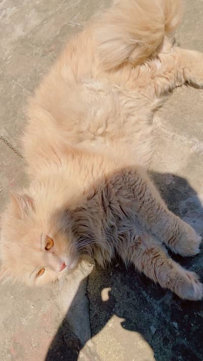 Persian male cat urgent for sale golden colour