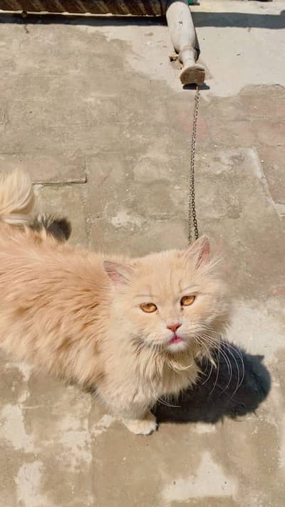 Persian male cat urgent for sale golden colour