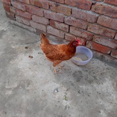 Two dasi misri mugiyan urgent for sale