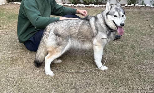 high quality female 8 month age  03287785524