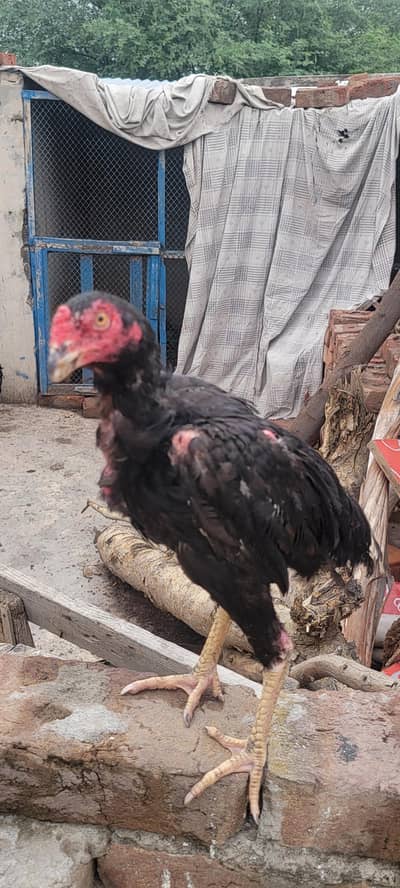 Aseel Patha for sale