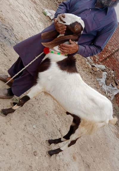 bakra for sell / ranjan pori kras / 60 kg