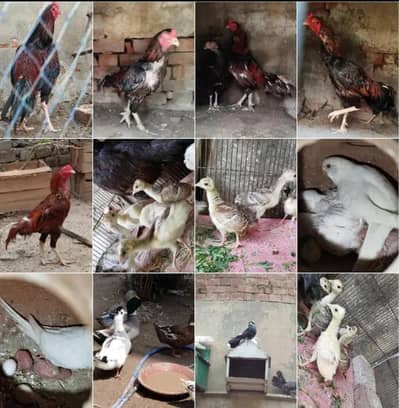 every breed eggs available