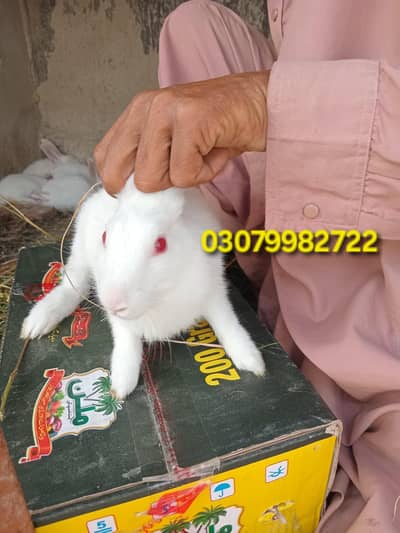 White Rabbits for sale